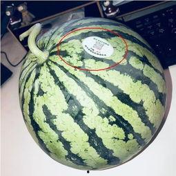 网红摆摊吃瓜,揭秘美食背后的故事 第1张 网红摆摊吃瓜,揭秘美食背后的故事 第1张